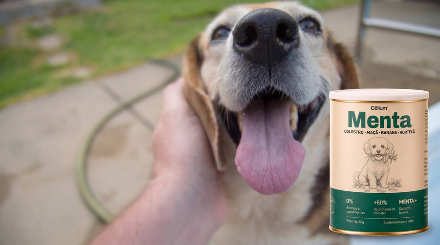 Mão segurando o focinho de um beagle sorridente ao lado da lata Menta Cōllum