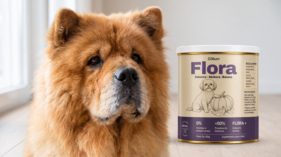 Chow chow dentro de casa ao lado da lata Flora Cōllum, colostro com abóbora e banana