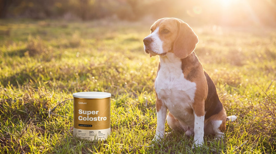 Beagle sentado na grama ao pôr do sol com a lata de Super Colostro Cōllum em primeiro plano