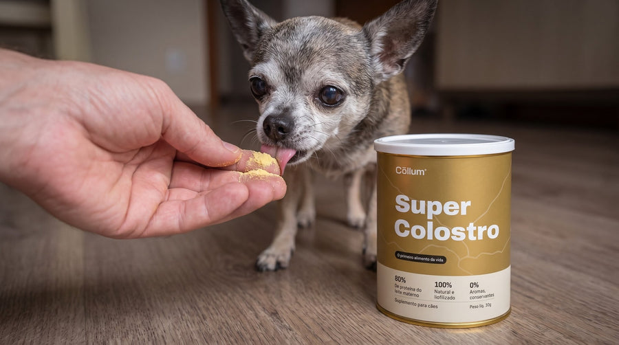 Mão oferecendo colostro em pó a um cão pequeno idoso, com a lata de Super Colostro Cōllum ao lado